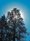 Tree 2 Art Print