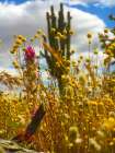 Wildflowers XLV Art Print
