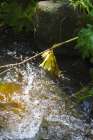 Riparian II Art Print
