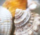 Shells Art Print