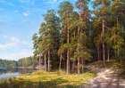 Coastal pines Art Print