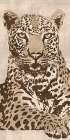 Leopard Art Print