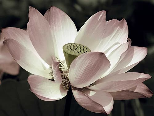 The Blossom Photography Print