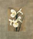 Iris Art Print