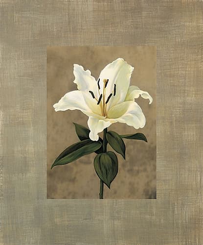 Lily Art Print by Andrea Trivelli