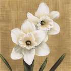 Narcisi Art Print