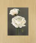Rose Art Print