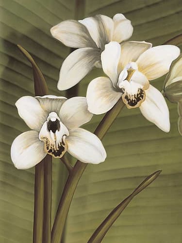 Orchid with Palm I Art Print