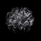 Black And White Camelia Art Print