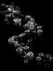 Black And White Floral Bush Art Print