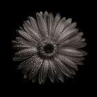 Black And White Gerber Daisy I Art Print