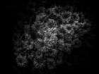Black And White Mum Bouquet Art Print