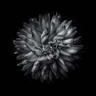 Black And White Mum I Art Print
