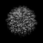 Black And White Mum III Art Print