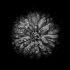 Black And White Mum IV Art Print