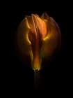 Orange Tulip Art Print