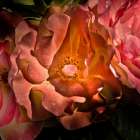 Pink Camelia Art Print