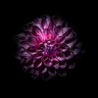 Purple Dahlia Art Print