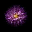 Purple Mum Art Print
