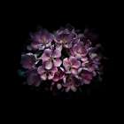 Purple Verbena Art Print