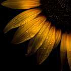 Sunflower Detail Art Print