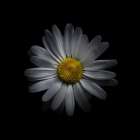 White Daisy V Art Print