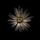 White Daisy VI Art Print