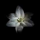 White Lily Art Print