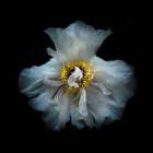 White Peony Art Print