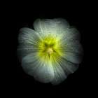 White Petunia Detail Art Print