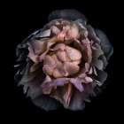 Wilted Camelia Art Print