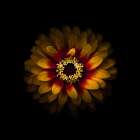 Yellow and Red Zinnia Art Print