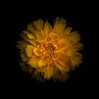 Yellow Dahlia Art Print