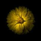 Yellow Daisy Mum Art Print
