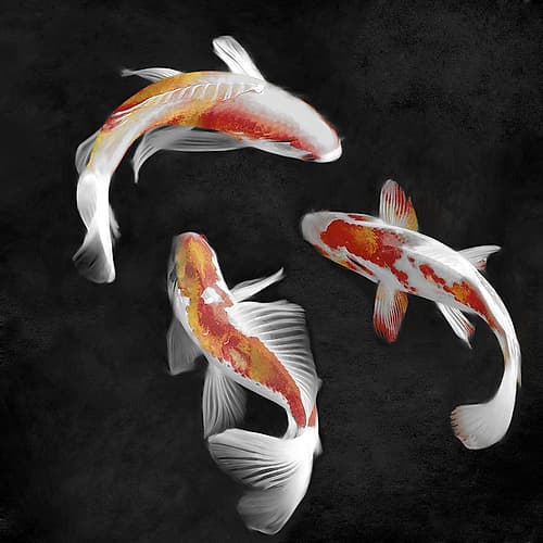 Koi on Black I Art Print
