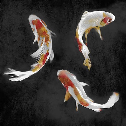 Koi on Black II Art Print