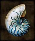 Ocean Treasure IV Still Life Print