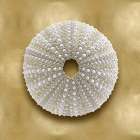 Ocean Gem on Gold V Art Print