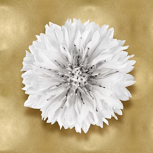 Pure IV Art Print