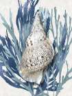 Shell Coral Aqua Blue I Art Print