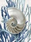 Shell Coral Aqua Blue II Art Print