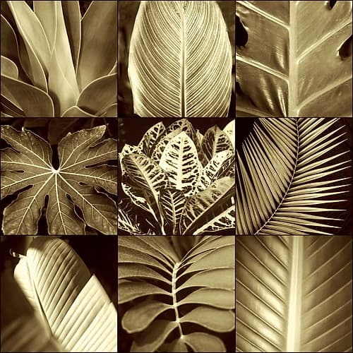 Tropical Leaves II Art Print