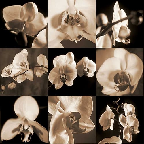 Orchid Bouquet Art Print