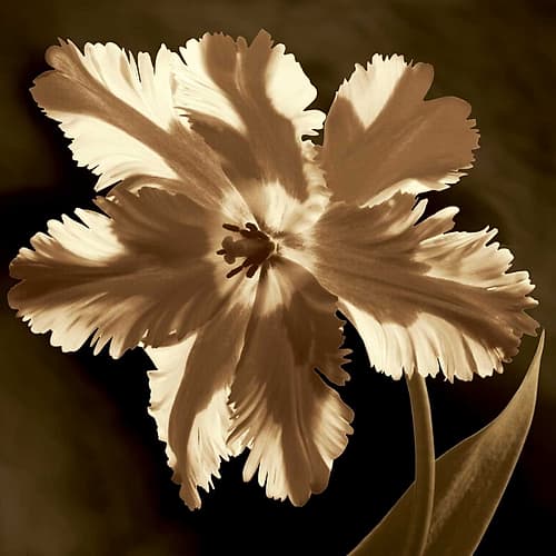 Parrot Tulip I Art Print