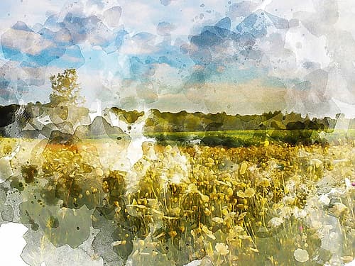 Yellow Meadow Art Print by Bill Young