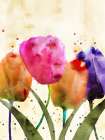 Everyday Tulips Art Print