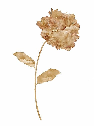 Coffee Hydrangea I Coffee Print