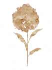 Coffee Hydrangea II Art Print