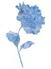 Azure Hydrangea II Art Print