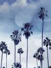 Beach Palms Indigo I Art Print